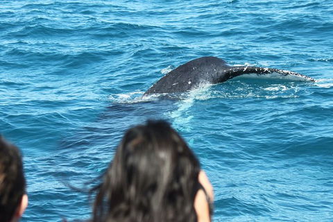 Half-Day Whale Watching In Urangan - Accommodation Georgetown 7