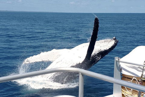 Half-Day Whale Watching In Urangan - Accommodation Georgetown 3