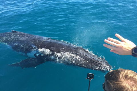 Half-Day Whale Watching In Urangan - Accommodation Georgetown 6