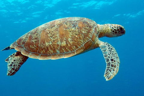 Cairns & Port Douglas All-Inclusive 7 Days Touring Package - Accommodation Georgetown 1