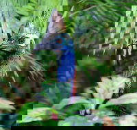 Guided Night Walk in Cape Tribulation - Accommodation Georgetown