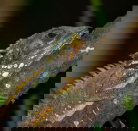 Family Night Walking Tour at Tropical Rainforest in Daintree - Accommodation Georgetown