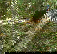 Small-Group Trekking Experience in Daintree National Park - Accommodation Georgetown