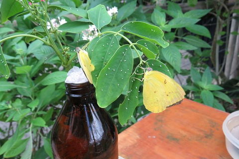 Australian Butterfly Sanctuary- Virtual Interactive Tour With Private Guide - Accommodation Georgetown 5