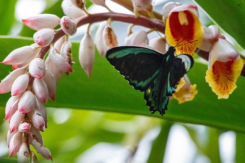 Australian Butterfly Sanctuary- Virtual Interactive Tour With Private Guide - Accommodation Georgetown 0