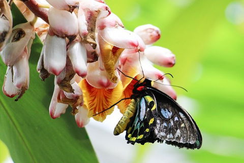 Australian Butterfly Sanctuary- Virtual Interactive Tour With Private Guide - Accommodation Georgetown 7