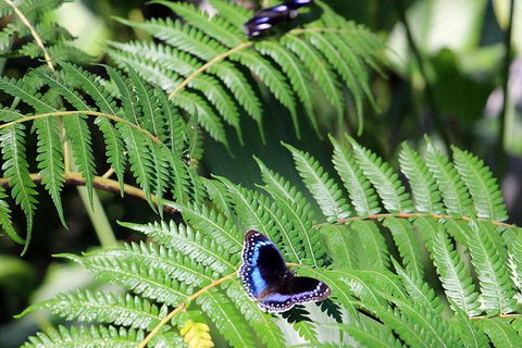 Australian Butterfly Sanctuary- Virtual Interactive Tour With Private Guide - Accommodation Georgetown 3