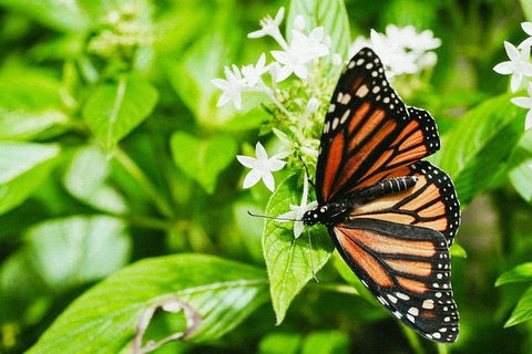 Australian Butterfly Sanctuary- Virtual Interactive Tour With Private Guide - Accommodation Georgetown 4