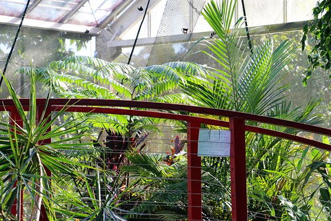 Australian Butterfly Sanctuary- Virtual Interactive Tour With Private Guide - Accommodation Georgetown 2