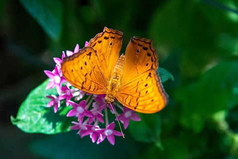 Australian Butterfly Sanctuary- Virtual Interactive Tour With Private Guide - Accommodation Georgetown 1