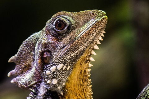Cairns Aquarium By Twilight With 3 Course Dinner - Accommodation Georgetown 5