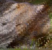 Cradle Mountain Wildlife Spotting after Dark - Accommodation Georgetown