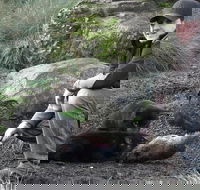 After Dark Tasmanian Devil Feeding Tour at Cradle Mountain - Accommodation Georgetown