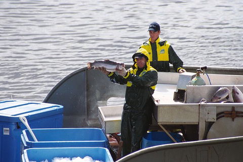 Afternoon Gordon River Dinner Cruise - Departing 3pm - Accommodation Georgetown 3