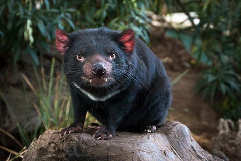 Highlights Of Tasmania Premium Small Group 7 Days Touring Package - Accommodation Georgetown 9