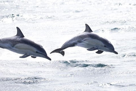 Highlights Of Tasmania Premium Small Group 7 Days Touring Package - Accommodation Georgetown 1