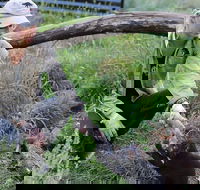 1-Hour Tasmanian Devil Feeding Day Tour at Cradle Mountain - Accommodation Georgetown