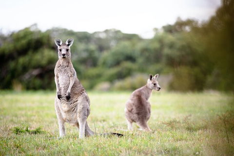 LGBT+ Friendly 3 Day Tour The Grampians, Daylesford & Ballarat - Accommodation Georgetown 2