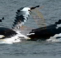Bremer Canyon Orca Experience - Accommodation Georgetown