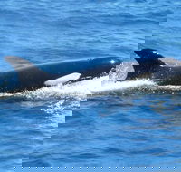 Full-Day Killer Whale Expedition from Albany - Accommodation Georgetown