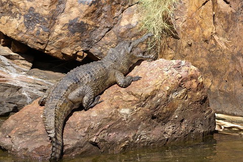 Ord River Experience With Riverside Lunch - Accommodation Georgetown 2