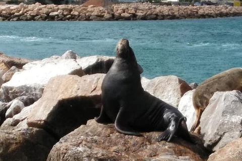 Lobster Fishing Tour At Geraldton - Accommodation Georgetown 3