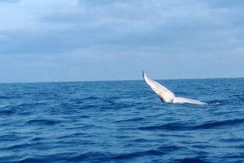 Whale Watching Boat Tour In Geraldton - Accommodation Georgetown 0