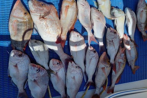 Geraldton Fishing Charter - Accommodation Georgetown 7