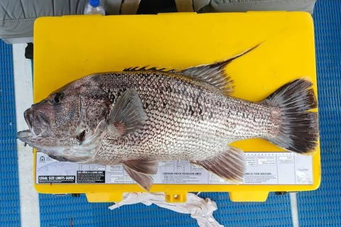 Abrolhos Islands Fishing Charter - Accommodation Georgetown 2