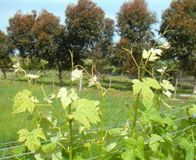 Pomborneit East VIC Accommodation Georgetown