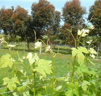 Barwon Ridge Wines - Accommodation Georgetown