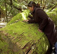 Washpool National Park - Washpool Walk - Accommodation Georgetown