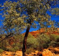 Mt Romance Australia Pty Ltd - Accommodation Georgetown