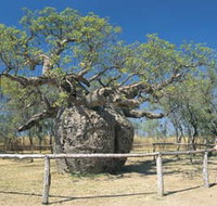 Boab Prison Tree - Accommodation Georgetown