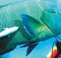 Aristocat Snorkel and Scuba Port Douglas - Accommodation Georgetown