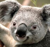 Wildlife Habitat - Accommodation Georgetown