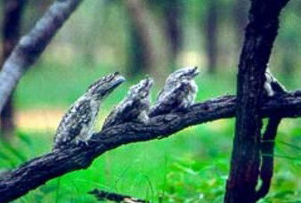 Undara Experience - Accommodation Georgetown 0