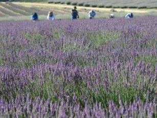 Aloomba Lavender - Accommodation Georgetown 1