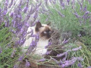 Aloomba Lavender - Accommodation Georgetown 2