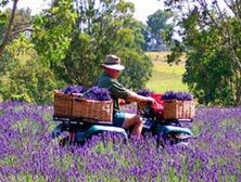 Aloomba Lavender - Accommodation Georgetown 4