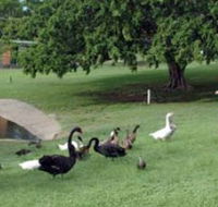 Anzac Park and Ululah Lagoon - Accommodation Georgetown