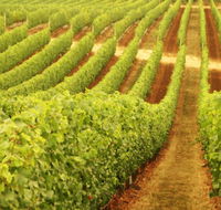 Wignalls Winery - Accommodation Georgetown