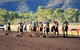Alice Springs Turf Club - thumb 6