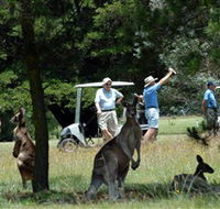 Glen Innes Golf Club - Accommodation Georgetown