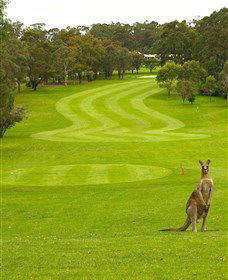 Pambula Merimbula Golf Club - Accommodation Georgetown 2