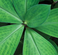 Limberlost Nursery  Garden Centre - Accommodation Georgetown