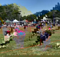 Dogs in the Park Orange - Accommodation Georgetown