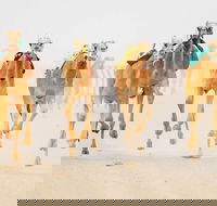 The Quirindi Camel Cup - Accommodation Georgetown