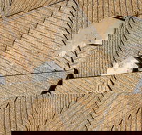 WA Now  Tom Mller Monolith Scores - Virtual Exhibition - Accommodation Georgetown