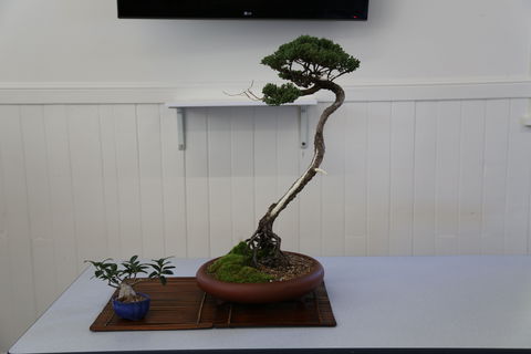 Wauchope Bonsai Workshop Group - Accommodation Georgetown 0